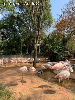 [P75] flamingo boys » foto by robert
 - 
<span class="allrVoted glyphicon glyphicon-heart hidden" id="av1130388"></span>
<a class="m-l-10 hidden" id="sv1130388" onclick="voting_Foto_DelVot(,1130388,15276)" role="button">șterge vot <span class="glyphicon glyphicon-remove"></span></a>
<a id="v91130388" class=" c-red"  onclick="voting_Foto_SetVot(1130388)" role="button"><span class="glyphicon glyphicon-heart-empty"></span> <b>LIKE</b> = Votează poza</a> <img class="hidden"  id="f1130388W9" src="/imagini/loader.gif" border="0" /><span class="AjErrMes hidden" id="e1130388ErM"></span>