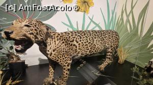 [P19] din fauna zonei » foto by robert
 - 
<span class="allrVoted glyphicon glyphicon-heart hidden" id="av1519654"></span>
<a class="m-l-10 hidden" id="sv1519654" onclick="voting_Foto_DelVot(,1519654,15313)" role="button">șterge vot <span class="glyphicon glyphicon-remove"></span></a>
<a id="v91519654" class=" c-red"  onclick="voting_Foto_SetVot(1519654)" role="button"><span class="glyphicon glyphicon-heart-empty"></span> <b>LIKE</b> = Votează poza</a> <img class="hidden"  id="f1519654W9" src="/imagini/loader.gif" border="0" /><span class="AjErrMes hidden" id="e1519654ErM"></span>