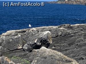 [P09] Boca do Inferno - un pescăruș » foto by nicole33
 - 
<span class="allrVoted glyphicon glyphicon-heart hidden" id="av1502897"></span>
<a class="m-l-10 hidden" id="sv1502897" onclick="voting_Foto_DelVot(,1502897,15361)" role="button">șterge vot <span class="glyphicon glyphicon-remove"></span></a>
<a id="v91502897" class=" c-red"  onclick="voting_Foto_SetVot(1502897)" role="button"><span class="glyphicon glyphicon-heart-empty"></span> <b>LIKE</b> = Votează poza</a> <img class="hidden"  id="f1502897W9" src="/imagini/loader.gif" border="0" /><span class="AjErrMes hidden" id="e1502897ErM"></span>