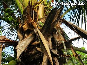 [P15] Holul hotelului Silver Palms Inn este ca un balcon, aceasta este imaginea din fata usii camerei, o iguana in palmier.  » foto by drumet
 - 
<span class="allrVoted glyphicon glyphicon-heart hidden" id="av484716"></span>
<a class="m-l-10 hidden" id="sv484716" onclick="voting_Foto_DelVot(,484716,15416)" role="button">șterge vot <span class="glyphicon glyphicon-remove"></span></a>
<a id="v9484716" class=" c-red"  onclick="voting_Foto_SetVot(484716)" role="button"><span class="glyphicon glyphicon-heart-empty"></span> <b>LIKE</b> = Votează poza</a> <img class="hidden"  id="f484716W9" src="/imagini/loader.gif" border="0" /><span class="AjErrMes hidden" id="e484716ErM"></span>