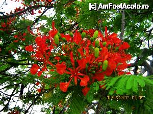 [P06] flora in key west, minunata » foto by drumet
 - 
<span class="allrVoted glyphicon glyphicon-heart hidden" id="av484707"></span>
<a class="m-l-10 hidden" id="sv484707" onclick="voting_Foto_DelVot(,484707,15416)" role="button">șterge vot <span class="glyphicon glyphicon-remove"></span></a>
<a id="v9484707" class=" c-red"  onclick="voting_Foto_SetVot(484707)" role="button"><span class="glyphicon glyphicon-heart-empty"></span> <b>LIKE</b> = Votează poza</a> <img class="hidden"  id="f484707W9" src="/imagini/loader.gif" border="0" /><span class="AjErrMes hidden" id="e484707ErM"></span>