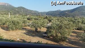 [P09] maslini...  » foto by danadima
 - 
<span class="allrVoted glyphicon glyphicon-heart hidden" id="av469775"></span>
<a class="m-l-10 hidden" id="sv469775" onclick="voting_Foto_DelVot(,469775,15451)" role="button">șterge vot <span class="glyphicon glyphicon-remove"></span></a>
<a id="v9469775" class=" c-red"  onclick="voting_Foto_SetVot(469775)" role="button"><span class="glyphicon glyphicon-heart-empty"></span> <b>LIKE</b> = Votează poza</a> <img class="hidden"  id="f469775W9" src="/imagini/loader.gif" border="0" /><span class="AjErrMes hidden" id="e469775ErM"></span>