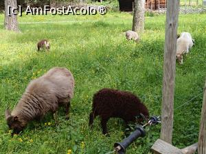 [P16] Oslo, Norsk Folkemuseum, Oițe în Zona Osterdal, specific muzeului sunt animăluțele ce te transpun în poveste.... » foto by mprofeanu
 - 
<span class="allrVoted glyphicon glyphicon-heart hidden" id="av1517125"></span>
<a class="m-l-10 hidden" id="sv1517125" onclick="voting_Foto_DelVot(,1517125,15474)" role="button">șterge vot <span class="glyphicon glyphicon-remove"></span></a>
<a id="v91517125" class=" c-red"  onclick="voting_Foto_SetVot(1517125)" role="button"><span class="glyphicon glyphicon-heart-empty"></span> <b>LIKE</b> = Votează poza</a> <img class="hidden"  id="f1517125W9" src="/imagini/loader.gif" border="0" /><span class="AjErrMes hidden" id="e1517125ErM"></span>