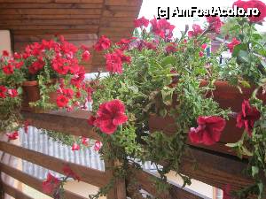 [P15] balconul plin de flori » foto by george1863*
 - 
<span class="allrVoted glyphicon glyphicon-heart hidden" id="av473678"></span>
<a class="m-l-10 hidden" id="sv473678" onclick="voting_Foto_DelVot(,473678,15555)" role="button">șterge vot <span class="glyphicon glyphicon-remove"></span></a>
<a id="v9473678" class=" c-red"  onclick="voting_Foto_SetVot(473678)" role="button"><span class="glyphicon glyphicon-heart-empty"></span> <b>LIKE</b> = Votează poza</a> <img class="hidden"  id="f473678W9" src="/imagini/loader.gif" border="0" /><span class="AjErrMes hidden" id="e473678ErM"></span>