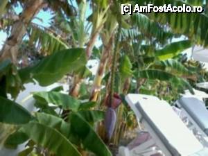 [P18] soi de banane salbatice, decoratice, cu floare, atirnind deasupra sunbed-urilor la piscina » foto by Swan1
 - 
<span class="allrVoted glyphicon glyphicon-heart hidden" id="av476250"></span>
<a class="m-l-10 hidden" id="sv476250" onclick="voting_Foto_DelVot(,476250,15601)" role="button">șterge vot <span class="glyphicon glyphicon-remove"></span></a>
<a id="v9476250" class=" c-red"  onclick="voting_Foto_SetVot(476250)" role="button"><span class="glyphicon glyphicon-heart-empty"></span> <b>LIKE</b> = Votează poza</a> <img class="hidden"  id="f476250W9" src="/imagini/loader.gif" border="0" /><span class="AjErrMes hidden" id="e476250ErM"></span>