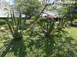 [P13]  -- <small>// FĂRĂ DESCRIERE</small> » foto by danadineata
 - 
<span class="allrVoted glyphicon glyphicon-heart hidden" id="av485990"></span>
<a class="m-l-10 hidden" id="sv485990" onclick="voting_Foto_DelVot(,485990,15822)" role="button">șterge vot <span class="glyphicon glyphicon-remove"></span></a>
<a id="v9485990" class=" c-red"  onclick="voting_Foto_SetVot(485990)" role="button"><span class="glyphicon glyphicon-heart-empty"></span> <b>LIKE</b> = Votează poza</a> <img class="hidden"  id="f485990W9" src="/imagini/loader.gif" border="0" /><span class="AjErrMes hidden" id="e485990ErM"></span>