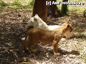 [P17]  -- <small>// FĂRĂ DESCRIERE</small> » foto by danadineata
 - 
<span class="allrVoted glyphicon glyphicon-heart hidden" id="av485996"></span>
<a class="m-l-10 hidden" id="sv485996" onclick="voting_Foto_DelVot(,485996,15822)" role="button">șterge vot <span class="glyphicon glyphicon-remove"></span></a>
<a id="v9485996" class=" c-red"  onclick="voting_Foto_SetVot(485996)" role="button"><span class="glyphicon glyphicon-heart-empty"></span> <b>LIKE</b> = Votează poza</a> <img class="hidden"  id="f485996W9" src="/imagini/loader.gif" border="0" /><span class="AjErrMes hidden" id="e485996ErM"></span>