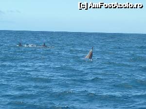 [P03] Delfinii :)  » foto by danadineata
 - 
<span class="allrVoted glyphicon glyphicon-heart hidden" id="av485977"></span>
<a class="m-l-10 hidden" id="sv485977" onclick="voting_Foto_DelVot(,485977,15822)" role="button">șterge vot <span class="glyphicon glyphicon-remove"></span></a>
<a id="v9485977" class=" c-red"  onclick="voting_Foto_SetVot(485977)" role="button"><span class="glyphicon glyphicon-heart-empty"></span> <b>LIKE</b> = Votează poza</a> <img class="hidden"  id="f485977W9" src="/imagini/loader.gif" border="0" /><span class="AjErrMes hidden" id="e485977ErM"></span>