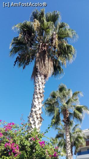 [P15] aleile frumos flancate de palmieri!  » foto by balasa violeta
 - 
<span class="allrVoted glyphicon glyphicon-heart hidden" id="av1031860"></span>
<a class="m-l-10 hidden" id="sv1031860" onclick="voting_Foto_DelVot(,1031860,15940)" role="button">șterge vot <span class="glyphicon glyphicon-remove"></span></a>
<a id="v91031860" class=" c-red"  onclick="voting_Foto_SetVot(1031860)" role="button"><span class="glyphicon glyphicon-heart-empty"></span> <b>LIKE</b> = Votează poza</a> <img class="hidden"  id="f1031860W9" src="/imagini/loader.gif" border="0" /><span class="AjErrMes hidden" id="e1031860ErM"></span>
