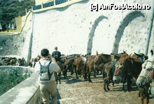 [P27] PRIETENII mei magarusii -charter la clasa I » foto by mireille
 - 
<span class="allrVoted glyphicon glyphicon-heart hidden" id="av447233"></span>
<a class="m-l-10 hidden" id="sv447233" onclick="voting_Foto_DelVot(,447233,16213)" role="button">șterge vot <span class="glyphicon glyphicon-remove"></span></a>
<a id="v9447233" class=" c-red"  onclick="voting_Foto_SetVot(447233)" role="button"><span class="glyphicon glyphicon-heart-empty"></span> <b>LIKE</b> = Votează poza</a> <img class="hidden"  id="f447233W9" src="/imagini/loader.gif" border="0" /><span class="AjErrMes hidden" id="e447233ErM"></span>