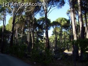 [P04] Padurea de pini » foto by cristina47*
 - 
<span class="allrVoted glyphicon glyphicon-heart hidden" id="av722019"></span>
<a class="m-l-10 hidden" id="sv722019" onclick="voting_Foto_DelVot(,722019,16214)" role="button">șterge vot <span class="glyphicon glyphicon-remove"></span></a>
<a id="v9722019" class=" c-red"  onclick="voting_Foto_SetVot(722019)" role="button"><span class="glyphicon glyphicon-heart-empty"></span> <b>LIKE</b> = Votează poza</a> <img class="hidden"  id="f722019W9" src="/imagini/loader.gif" border="0" /><span class="AjErrMes hidden" id="e722019ErM"></span>