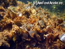 [P02] Un colt din gradina subacvatica » foto by marius.covaci
 - 
<span class="allrVoted glyphicon glyphicon-heart hidden" id="av176259"></span>
<a class="m-l-10 hidden" id="sv176259" onclick="voting_Foto_DelVot(,176259,16617)" role="button">șterge vot <span class="glyphicon glyphicon-remove"></span></a>
<a id="v9176259" class=" c-red"  onclick="voting_Foto_SetVot(176259)" role="button"><span class="glyphicon glyphicon-heart-empty"></span> <b>LIKE</b> = Votează poza</a> <img class="hidden"  id="f176259W9" src="/imagini/loader.gif" border="0" /><span class="AjErrMes hidden" id="e176259ErM"></span>