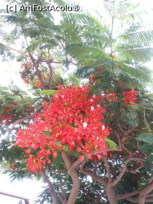 [P19] Puerto de la Cruz - Blue Sea Puerto Resort. » foto by iulianic
 - 
<span class="allrVoted glyphicon glyphicon-heart hidden" id="av1423632"></span>
<a class="m-l-10 hidden" id="sv1423632" onclick="voting_Foto_DelVot(,1423632,16618)" role="button">șterge vot <span class="glyphicon glyphicon-remove"></span></a>
<a id="v91423632" class=" c-red"  onclick="voting_Foto_SetVot(1423632)" role="button"><span class="glyphicon glyphicon-heart-empty"></span> <b>LIKE</b> = Votează poza</a> <img class="hidden"  id="f1423632W9" src="/imagini/loader.gif" border="0" /><span class="AjErrMes hidden" id="e1423632ErM"></span>