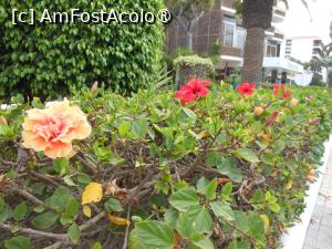 [P20] Puerto de la Cruz - Blue Sea Puerto Resort. Gardul viu. » foto by iulianic
 - 
<span class="allrVoted glyphicon glyphicon-heart hidden" id="av1423633"></span>
<a class="m-l-10 hidden" id="sv1423633" onclick="voting_Foto_DelVot(,1423633,16618)" role="button">șterge vot <span class="glyphicon glyphicon-remove"></span></a>
<a id="v91423633" class=" c-red"  onclick="voting_Foto_SetVot(1423633)" role="button"><span class="glyphicon glyphicon-heart-empty"></span> <b>LIKE</b> = Votează poza</a> <img class="hidden"  id="f1423633W9" src="/imagini/loader.gif" border="0" /><span class="AjErrMes hidden" id="e1423633ErM"></span>