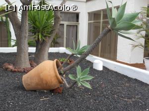 [P06] Puerto de la Cruz - Blue Sea Puerto Resort. Aranjamente peisagistice. » foto by iulianic
 - 
<span class="allrVoted glyphicon glyphicon-heart hidden" id="av1423619"></span>
<a class="m-l-10 hidden" id="sv1423619" onclick="voting_Foto_DelVot(,1423619,16618)" role="button">șterge vot <span class="glyphicon glyphicon-remove"></span></a>
<a id="v91423619" class=" c-red"  onclick="voting_Foto_SetVot(1423619)" role="button"><span class="glyphicon glyphicon-heart-empty"></span> <b>LIKE</b> = Votează poza</a> <img class="hidden"  id="f1423619W9" src="/imagini/loader.gif" border="0" /><span class="AjErrMes hidden" id="e1423619ErM"></span>