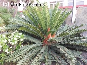 [P09] Puerto de la Cruz - Blue Sea Puerto Resort. Aranjamente peisagistice. » foto by iulianic
 - 
<span class="allrVoted glyphicon glyphicon-heart hidden" id="av1423622"></span>
<a class="m-l-10 hidden" id="sv1423622" onclick="voting_Foto_DelVot(,1423622,16618)" role="button">șterge vot <span class="glyphicon glyphicon-remove"></span></a>
<a id="v91423622" class=" c-red"  onclick="voting_Foto_SetVot(1423622)" role="button"><span class="glyphicon glyphicon-heart-empty"></span> <b>LIKE</b> = Votează poza</a> <img class="hidden"  id="f1423622W9" src="/imagini/loader.gif" border="0" /><span class="AjErrMes hidden" id="e1423622ErM"></span>