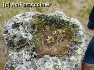 [P06] Alte flori » foto by fredutza
 - 
<span class="allrVoted glyphicon glyphicon-heart hidden" id="av871187"></span>
<a class="m-l-10 hidden" id="sv871187" onclick="voting_Foto_DelVot(,871187,16730)" role="button">șterge vot <span class="glyphicon glyphicon-remove"></span></a>
<a id="v9871187" class=" c-red"  onclick="voting_Foto_SetVot(871187)" role="button"><span class="glyphicon glyphicon-heart-empty"></span> <b>LIKE</b> = Votează poza</a> <img class="hidden"  id="f871187W9" src="/imagini/loader.gif" border="0" /><span class="AjErrMes hidden" id="e871187ErM"></span>
