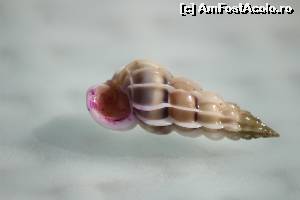 [P11] asta gasesti prin apa!  » foto by icata24
 - 
<span class="allrVoted glyphicon glyphicon-heart hidden" id="av539370"></span>
<a class="m-l-10 hidden" id="sv539370" onclick="voting_Foto_DelVot(,539370,17058)" role="button">șterge vot <span class="glyphicon glyphicon-remove"></span></a>
<a id="v9539370" class=" c-red"  onclick="voting_Foto_SetVot(539370)" role="button"><span class="glyphicon glyphicon-heart-empty"></span> <b>LIKE</b> = Votează poza</a> <img class="hidden"  id="f539370W9" src="/imagini/loader.gif" border="0" /><span class="AjErrMes hidden" id="e539370ErM"></span>