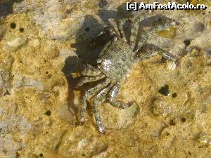 [P32] prin apa!  » foto by icata24
 - 
<span class="allrVoted glyphicon glyphicon-heart hidden" id="av539418"></span>
<a class="m-l-10 hidden" id="sv539418" onclick="voting_Foto_DelVot(,539418,17058)" role="button">șterge vot <span class="glyphicon glyphicon-remove"></span></a>
<a id="v9539418" class=" c-red"  onclick="voting_Foto_SetVot(539418)" role="button"><span class="glyphicon glyphicon-heart-empty"></span> <b>LIKE</b> = Votează poza</a> <img class="hidden"  id="f539418W9" src="/imagini/loader.gif" border="0" /><span class="AjErrMes hidden" id="e539418ErM"></span>