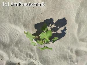 [P37] Plaja Sulina » foto by crismis
 - 
<span class="allrVoted glyphicon glyphicon-heart hidden" id="av1499848"></span>
<a class="m-l-10 hidden" id="sv1499848" onclick="voting_Foto_DelVot(,1499848,17088)" role="button">șterge vot <span class="glyphicon glyphicon-remove"></span></a>
<a id="v91499848" class=" c-red"  onclick="voting_Foto_SetVot(1499848)" role="button"><span class="glyphicon glyphicon-heart-empty"></span> <b>LIKE</b> = Votează poza</a> <img class="hidden"  id="f1499848W9" src="/imagini/loader.gif" border="0" /><span class="AjErrMes hidden" id="e1499848ErM"></span>