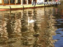 [P02] lebada pe canale » foto by zenobia*
 - 
<span class="allrVoted glyphicon glyphicon-heart hidden" id="av47390"></span>
<a class="m-l-10 hidden" id="sv47390" onclick="voting_Foto_DelVot(,47390,17324)" role="button">șterge vot <span class="glyphicon glyphicon-remove"></span></a>
<a id="v947390" class=" c-red"  onclick="voting_Foto_SetVot(47390)" role="button"><span class="glyphicon glyphicon-heart-empty"></span> <b>LIKE</b> = Votează poza</a> <img class="hidden"  id="f47390W9" src="/imagini/loader.gif" border="0" /><span class="AjErrMes hidden" id="e47390ErM"></span>