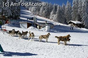 [P19] Sanie trasa de husky in zona Studenets » foto by nightwish
 - 
<span class="allrVoted glyphicon glyphicon-heart hidden" id="av828480"></span>
<a class="m-l-10 hidden" id="sv828480" onclick="voting_Foto_DelVot(,828480,17469)" role="button">șterge vot <span class="glyphicon glyphicon-remove"></span></a>
<a id="v9828480" class=" c-red"  onclick="voting_Foto_SetVot(828480)" role="button"><span class="glyphicon glyphicon-heart-empty"></span> <b>LIKE</b> = Votează poza</a> <img class="hidden"  id="f828480W9" src="/imagini/loader.gif" border="0" /><span class="AjErrMes hidden" id="e828480ErM"></span>