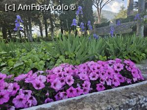 [P18] gradinile de la Villa  Cimbrone » foto by Opelantara
 - 
<span class="allrVoted glyphicon glyphicon-heart hidden" id="av1527174"></span>
<a class="m-l-10 hidden" id="sv1527174" onclick="voting_Foto_DelVot(,1527174,17505)" role="button">șterge vot <span class="glyphicon glyphicon-remove"></span></a>
<a id="v91527174" class=" c-red"  onclick="voting_Foto_SetVot(1527174)" role="button"><span class="glyphicon glyphicon-heart-empty"></span> <b>LIKE</b> = Votează poza</a> <img class="hidden"  id="f1527174W9" src="/imagini/loader.gif" border="0" /><span class="AjErrMes hidden" id="e1527174ErM"></span>