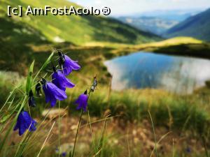 [P33] Flori lângă lac » foto by cata2106
 - 
<span class="allrVoted glyphicon glyphicon-heart hidden" id="av1186379"></span>
<a class="m-l-10 hidden" id="sv1186379" onclick="voting_Foto_DelVot(,1186379,17545)" role="button">șterge vot <span class="glyphicon glyphicon-remove"></span></a>
<a id="v91186379" class=" c-red"  onclick="voting_Foto_SetVot(1186379)" role="button"><span class="glyphicon glyphicon-heart-empty"></span> <b>LIKE</b> = Votează poza</a> <img class="hidden"  id="f1186379W9" src="/imagini/loader.gif" border="0" /><span class="AjErrMes hidden" id="e1186379ErM"></span>