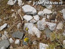 [P07] Planta dracului insectivora » foto by florianzy
 - 
<span class="allrVoted glyphicon glyphicon-heart hidden" id="av361388"></span>
<a class="m-l-10 hidden" id="sv361388" onclick="voting_Foto_DelVot(,361388,17583)" role="button">șterge vot <span class="glyphicon glyphicon-remove"></span></a>
<a id="v9361388" class=" c-red"  onclick="voting_Foto_SetVot(361388)" role="button"><span class="glyphicon glyphicon-heart-empty"></span> <b>LIKE</b> = Votează poza</a> <img class="hidden"  id="f361388W9" src="/imagini/loader.gif" border="0" /><span class="AjErrMes hidden" id="e361388ErM"></span>