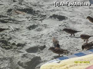 [P32]  -- <small>// FĂRĂ DESCRIERE</small> » foto by flori_floricika
 - 
<span class="allrVoted glyphicon glyphicon-heart hidden" id="av377358"></span>
<a class="m-l-10 hidden" id="sv377358" onclick="voting_Foto_DelVot(,377358,17592)" role="button">șterge vot <span class="glyphicon glyphicon-remove"></span></a>
<a id="v9377358" class=" c-red"  onclick="voting_Foto_SetVot(377358)" role="button"><span class="glyphicon glyphicon-heart-empty"></span> <b>LIKE</b> = Votează poza</a> <img class="hidden"  id="f377358W9" src="/imagini/loader.gif" border="0" /><span class="AjErrMes hidden" id="e377358ErM"></span>