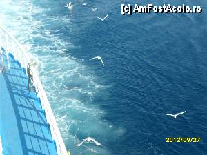 [P06]  -- <small>// FĂRĂ DESCRIERE</small> » foto by flori_floricika
 - 
<span class="allrVoted glyphicon glyphicon-heart hidden" id="av377332"></span>
<a class="m-l-10 hidden" id="sv377332" onclick="voting_Foto_DelVot(,377332,17592)" role="button">șterge vot <span class="glyphicon glyphicon-remove"></span></a>
<a id="v9377332" class=" c-red"  onclick="voting_Foto_SetVot(377332)" role="button"><span class="glyphicon glyphicon-heart-empty"></span> <b>LIKE</b> = Votează poza</a> <img class="hidden"  id="f377332W9" src="/imagini/loader.gif" border="0" /><span class="AjErrMes hidden" id="e377332ErM"></span>