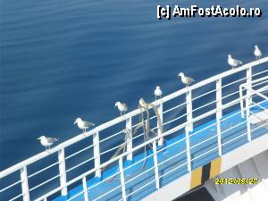 [P07]  -- <small>// FĂRĂ DESCRIERE</small> » foto by flori_floricika
 - 
<span class="allrVoted glyphicon glyphicon-heart hidden" id="av377333"></span>
<a class="m-l-10 hidden" id="sv377333" onclick="voting_Foto_DelVot(,377333,17592)" role="button">șterge vot <span class="glyphicon glyphicon-remove"></span></a>
<a id="v9377333" class=" c-red"  onclick="voting_Foto_SetVot(377333)" role="button"><span class="glyphicon glyphicon-heart-empty"></span> <b>LIKE</b> = Votează poza</a> <img class="hidden"  id="f377333W9" src="/imagini/loader.gif" border="0" /><span class="AjErrMes hidden" id="e377333ErM"></span>