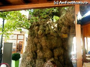 [P25] Arbore secular la taverna unde am mancat.  » foto by cristisch2003
 - 
<span class="allrVoted glyphicon glyphicon-heart hidden" id="av535371"></span>
<a class="m-l-10 hidden" id="sv535371" onclick="voting_Foto_DelVot(,535371,17592)" role="button">șterge vot <span class="glyphicon glyphicon-remove"></span></a>
<a id="v9535371" class=" c-red"  onclick="voting_Foto_SetVot(535371)" role="button"><span class="glyphicon glyphicon-heart-empty"></span> <b>LIKE</b> = Votează poza</a> <img class="hidden"  id="f535371W9" src="/imagini/loader.gif" border="0" /><span class="AjErrMes hidden" id="e535371ErM"></span>
