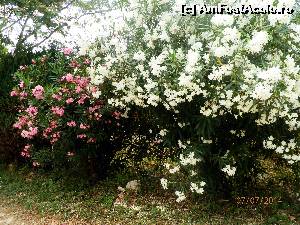 [P03] Multe flori » foto by cristisch2003
 - 
<span class="allrVoted glyphicon glyphicon-heart hidden" id="av533774"></span>
<a class="m-l-10 hidden" id="sv533774" onclick="voting_Foto_DelVot(,533774,17592)" role="button">șterge vot <span class="glyphicon glyphicon-remove"></span></a>
<a id="v9533774" class=" c-red"  onclick="voting_Foto_SetVot(533774)" role="button"><span class="glyphicon glyphicon-heart-empty"></span> <b>LIKE</b> = Votează poza</a> <img class="hidden"  id="f533774W9" src="/imagini/loader.gif" border="0" /><span class="AjErrMes hidden" id="e533774ErM"></span>