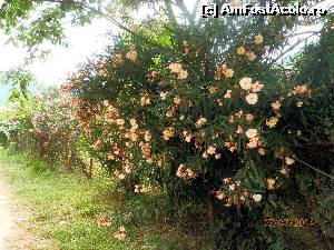 [P04]  -- <small>// FĂRĂ DESCRIERE</small> » foto by cristisch2003
 - 
<span class="allrVoted glyphicon glyphicon-heart hidden" id="av533776"></span>
<a class="m-l-10 hidden" id="sv533776" onclick="voting_Foto_DelVot(,533776,17592)" role="button">șterge vot <span class="glyphicon glyphicon-remove"></span></a>
<a id="v9533776" class=" c-red"  onclick="voting_Foto_SetVot(533776)" role="button"><span class="glyphicon glyphicon-heart-empty"></span> <b>LIKE</b> = Votează poza</a> <img class="hidden"  id="f533776W9" src="/imagini/loader.gif" border="0" /><span class="AjErrMes hidden" id="e533776ErM"></span>