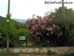 [P09]  -- <small>// FĂRĂ DESCRIERE</small> » foto by cristisch2003
 - 
<span class="allrVoted glyphicon glyphicon-heart hidden" id="av533784"></span>
<a class="m-l-10 hidden" id="sv533784" onclick="voting_Foto_DelVot(,533784,17592)" role="button">șterge vot <span class="glyphicon glyphicon-remove"></span></a>
<a id="v9533784" class=" c-red"  onclick="voting_Foto_SetVot(533784)" role="button"><span class="glyphicon glyphicon-heart-empty"></span> <b>LIKE</b> = Votează poza</a> <img class="hidden"  id="f533784W9" src="/imagini/loader.gif" border="0" /><span class="AjErrMes hidden" id="e533784ErM"></span>