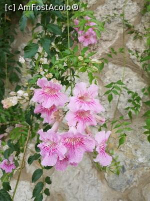 [P07] Flori de Palma de Mallorca » foto by crismis
 - 
<span class="allrVoted glyphicon glyphicon-heart hidden" id="av1132391"></span>
<a class="m-l-10 hidden" id="sv1132391" onclick="voting_Foto_DelVot(,1132391,17664)" role="button">șterge vot <span class="glyphicon glyphicon-remove"></span></a>
<a id="v91132391" class=" c-red"  onclick="voting_Foto_SetVot(1132391)" role="button"><span class="glyphicon glyphicon-heart-empty"></span> <b>LIKE</b> = Votează poza</a> <img class="hidden"  id="f1132391W9" src="/imagini/loader.gif" border="0" /><span class="AjErrMes hidden" id="e1132391ErM"></span>