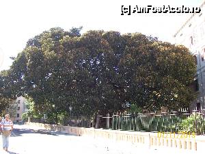 [P18] Ficusul Misericordia, gigant, vechi, viu si nevatamat.  » foto by AnAlina*
 - 
<span class="allrVoted glyphicon glyphicon-heart hidden" id="av481607"></span>
<a class="m-l-10 hidden" id="sv481607" onclick="voting_Foto_DelVot(,481607,17664)" role="button">șterge vot <span class="glyphicon glyphicon-remove"></span></a>
<a id="v9481607" class=" c-red"  onclick="voting_Foto_SetVot(481607)" role="button"><span class="glyphicon glyphicon-heart-empty"></span> <b>LIKE</b> = Votează poza</a> <img class="hidden"  id="f481607W9" src="/imagini/loader.gif" border="0" /><span class="AjErrMes hidden" id="e481607ErM"></span>