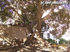 [P21] Ficusul Misericordia. Cel mai vechi ficus din Mallorca.  » foto by AnAlina*
 - 
<span class="allrVoted glyphicon glyphicon-heart hidden" id="av481615"></span>
<a class="m-l-10 hidden" id="sv481615" onclick="voting_Foto_DelVot(,481615,17664)" role="button">șterge vot <span class="glyphicon glyphicon-remove"></span></a>
<a id="v9481615" class=" c-red"  onclick="voting_Foto_SetVot(481615)" role="button"><span class="glyphicon glyphicon-heart-empty"></span> <b>LIKE</b> = Votează poza</a> <img class="hidden"  id="f481615W9" src="/imagini/loader.gif" border="0" /><span class="AjErrMes hidden" id="e481615ErM"></span>