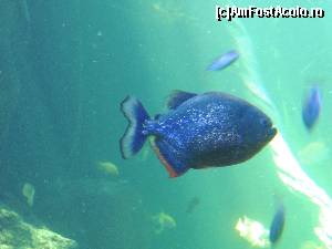 [P14] Si voracele piranha » foto by claudiu 71
 - 
<span class="allrVoted glyphicon glyphicon-heart hidden" id="av568185"></span>
<a class="m-l-10 hidden" id="sv568185" onclick="voting_Foto_DelVot(,568185,17664)" role="button">șterge vot <span class="glyphicon glyphicon-remove"></span></a>
<a id="v9568185" class=" c-red"  onclick="voting_Foto_SetVot(568185)" role="button"><span class="glyphicon glyphicon-heart-empty"></span> <b>LIKE</b> = Votează poza</a> <img class="hidden"  id="f568185W9" src="/imagini/loader.gif" border="0" /><span class="AjErrMes hidden" id="e568185ErM"></span>