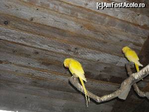 [P02]  -- <small>// FĂRĂ DESCRIERE</small> » foto by bursucicu
 - 
<span class="allrVoted glyphicon glyphicon-heart hidden" id="av684510"></span>
<a class="m-l-10 hidden" id="sv684510" onclick="voting_Foto_DelVot(,684510,17687)" role="button">șterge vot <span class="glyphicon glyphicon-remove"></span></a>
<a id="v9684510" class=" c-red"  onclick="voting_Foto_SetVot(684510)" role="button"><span class="glyphicon glyphicon-heart-empty"></span> <b>LIKE</b> = Votează poza</a> <img class="hidden"  id="f684510W9" src="/imagini/loader.gif" border="0" /><span class="AjErrMes hidden" id="e684510ErM"></span>