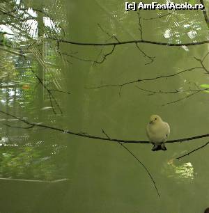 [P12] Gradina Zoo Tg-Mures » foto by andr2eea
 - 
<span class="allrVoted glyphicon glyphicon-heart hidden" id="av657454"></span>
<a class="m-l-10 hidden" id="sv657454" onclick="voting_Foto_DelVot(,657454,17687)" role="button">șterge vot <span class="glyphicon glyphicon-remove"></span></a>
<a id="v9657454" class=" c-red"  onclick="voting_Foto_SetVot(657454)" role="button"><span class="glyphicon glyphicon-heart-empty"></span> <b>LIKE</b> = Votează poza</a> <img class="hidden"  id="f657454W9" src="/imagini/loader.gif" border="0" /><span class="AjErrMes hidden" id="e657454ErM"></span>