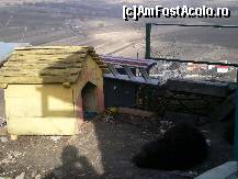 [P25] Cetatea Devei - cainele Arsinel sta de paza » foto by presario
 - 
<span class="allrVoted glyphicon glyphicon-heart hidden" id="av50169"></span>
<a class="m-l-10 hidden" id="sv50169" onclick="voting_Foto_DelVot(,50169,17970)" role="button">șterge vot <span class="glyphicon glyphicon-remove"></span></a>
<a id="v950169" class=" c-red"  onclick="voting_Foto_SetVot(50169)" role="button"><span class="glyphicon glyphicon-heart-empty"></span> <b>LIKE</b> = Votează poza</a> <img class="hidden"  id="f50169W9" src="/imagini/loader.gif" border="0" /><span class="AjErrMes hidden" id="e50169ErM"></span>