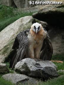 [P12]  -- <small>// FĂRĂ DESCRIERE</small> » foto by alexionescu
 - 
<span class="allrVoted glyphicon glyphicon-heart hidden" id="av290600"></span>
<a class="m-l-10 hidden" id="sv290600" onclick="voting_Foto_DelVot(,290600,18084)" role="button">șterge vot <span class="glyphicon glyphicon-remove"></span></a>
<a id="v9290600" class=" c-red"  onclick="voting_Foto_SetVot(290600)" role="button"><span class="glyphicon glyphicon-heart-empty"></span> <b>LIKE</b> = Votează poza</a> <img class="hidden"  id="f290600W9" src="/imagini/loader.gif" border="0" /><span class="AjErrMes hidden" id="e290600ErM"></span>