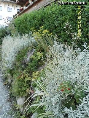 [P07] În Maria Alm, pe străduțe, pe lângă flori mai poți întâlni și zmeură și fragi...  » foto by Alina53
 - 
<span class="allrVoted glyphicon glyphicon-heart hidden" id="av598646"></span>
<a class="m-l-10 hidden" id="sv598646" onclick="voting_Foto_DelVot(,598646,18132)" role="button">șterge vot <span class="glyphicon glyphicon-remove"></span></a>
<a id="v9598646" class=" c-red"  onclick="voting_Foto_SetVot(598646)" role="button"><span class="glyphicon glyphicon-heart-empty"></span> <b>LIKE</b> = Votează poza</a> <img class="hidden"  id="f598646W9" src="/imagini/loader.gif" border="0" /><span class="AjErrMes hidden" id="e598646ErM"></span>