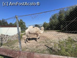 [P32] Grădina Zoo Brașov » foto by Yersinia Pestis
 - 
<span class="allrVoted glyphicon glyphicon-heart hidden" id="av1504012"></span>
<a class="m-l-10 hidden" id="sv1504012" onclick="voting_Foto_DelVot(,1504012,18241)" role="button">șterge vot <span class="glyphicon glyphicon-remove"></span></a>
<a id="v91504012" class=" c-red"  onclick="voting_Foto_SetVot(1504012)" role="button"><span class="glyphicon glyphicon-heart-empty"></span> <b>LIKE</b> = Votează poza</a> <img class="hidden"  id="f1504012W9" src="/imagini/loader.gif" border="0" /><span class="AjErrMes hidden" id="e1504012ErM"></span>