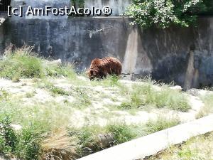 [P22] <strong>Grădina Zoologică din Braşov</strong> » foto by ⭐ValentinB_88⭐
 - 
<span class="allrVoted glyphicon glyphicon-heart hidden" id="av1236383"></span>
<a class="m-l-10 hidden" id="sv1236383" onclick="voting_Foto_DelVot(,1236383,18241)" role="button">șterge vot <span class="glyphicon glyphicon-remove"></span></a>
<a id="v91236383" class=" c-red"  onclick="voting_Foto_SetVot(1236383)" role="button"><span class="glyphicon glyphicon-heart-empty"></span> <b>LIKE</b> = Votează poza</a> <img class="hidden"  id="f1236383W9" src="/imagini/loader.gif" border="0" /><span class="AjErrMes hidden" id="e1236383ErM"></span>