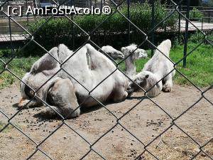 [P24] <strong>Grădina Zoologică din Braşov</strong> » foto by ⭐ValentinB_88⭐
 - 
<span class="allrVoted glyphicon glyphicon-heart hidden" id="av1236385"></span>
<a class="m-l-10 hidden" id="sv1236385" onclick="voting_Foto_DelVot(,1236385,18241)" role="button">șterge vot <span class="glyphicon glyphicon-remove"></span></a>
<a id="v91236385" class=" c-red"  onclick="voting_Foto_SetVot(1236385)" role="button"><span class="glyphicon glyphicon-heart-empty"></span> <b>LIKE</b> = Votează poza</a> <img class="hidden"  id="f1236385W9" src="/imagini/loader.gif" border="0" /><span class="AjErrMes hidden" id="e1236385ErM"></span>