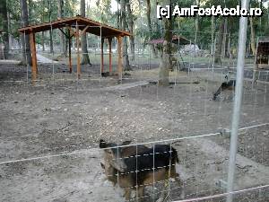 [P18] Animale salbatice autohtone » foto by Tucu2009
 - 
<span class="allrVoted glyphicon glyphicon-heart hidden" id="av479873"></span>
<a class="m-l-10 hidden" id="sv479873" onclick="voting_Foto_DelVot(,479873,18280)" role="button">șterge vot <span class="glyphicon glyphicon-remove"></span></a>
<a id="v9479873" class=" c-red"  onclick="voting_Foto_SetVot(479873)" role="button"><span class="glyphicon glyphicon-heart-empty"></span> <b>LIKE</b> = Votează poza</a> <img class="hidden"  id="f479873W9" src="/imagini/loader.gif" border="0" /><span class="AjErrMes hidden" id="e479873ErM"></span>