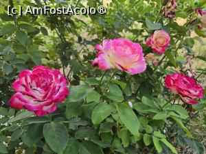 [P10] Domeniul Gruiu - amenajari » foto by silvia tudoran
 - 
<span class="allrVoted glyphicon glyphicon-heart hidden" id="av1494300"></span>
<a class="m-l-10 hidden" id="sv1494300" onclick="voting_Foto_DelVot(,1494300,18322)" role="button">șterge vot <span class="glyphicon glyphicon-remove"></span></a>
<a id="v91494300" class=" c-red"  onclick="voting_Foto_SetVot(1494300)" role="button"><span class="glyphicon glyphicon-heart-empty"></span> <b>LIKE</b> = Votează poza</a> <img class="hidden"  id="f1494300W9" src="/imagini/loader.gif" border="0" /><span class="AjErrMes hidden" id="e1494300ErM"></span>